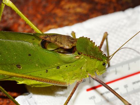 giant malaysian katydid|Malaysian Giant Katydid, the largest species in the ...